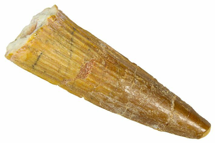 Fossil Spinosaurus Tooth - Real Dinosaur Tooth #368162